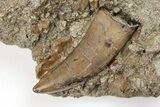 Serrated Tyrannosaur Tooth in Situ - Judith River Formation #200259-1